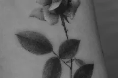 tatuaz-kobiecy-delikanty-na-rece-kwiat-roza-mikrorealizm-studio-tatuazu-black-moth-wroclaw-marsatattoo