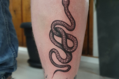 zutattoo-tatuaz-waz-snake-linework-fineline-na-lydce-wroclaw